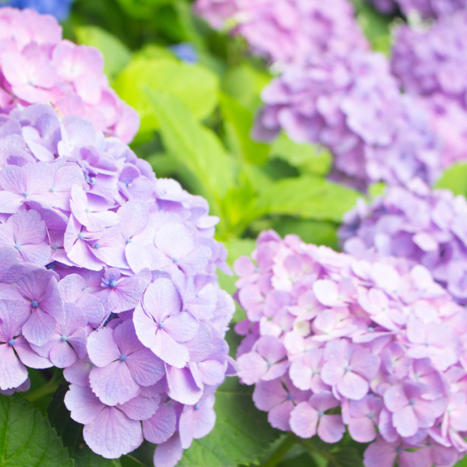 Listnaté keře opadavé